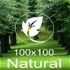 100x100 natural