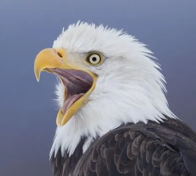 Artwork for The Patriot Pulse Podcast