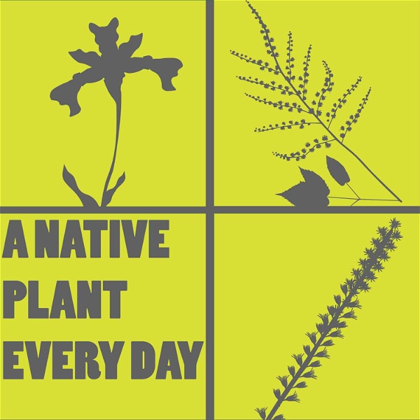 Artwork for A Native Plant Every Day
