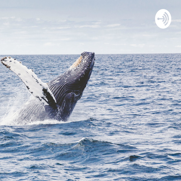 Artwork for A new beginning PODCAST 1