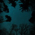 A Night In Nature Podcast