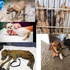 ABC podcasts: The Three Puppy-Tears