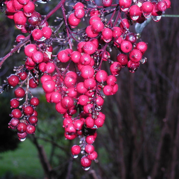 Artwork for Achilles_Jean_Paul