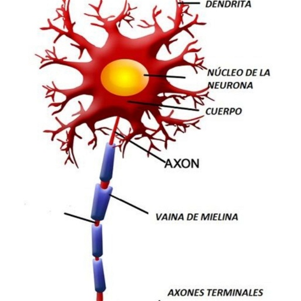 Artwork for Actividad n. 5 corte científico sobre las neuronas