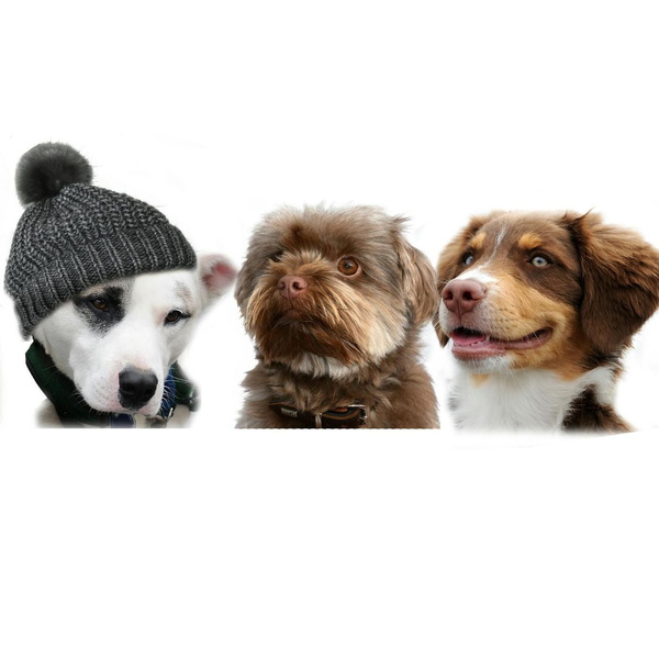 Artwork for All Things Dogs