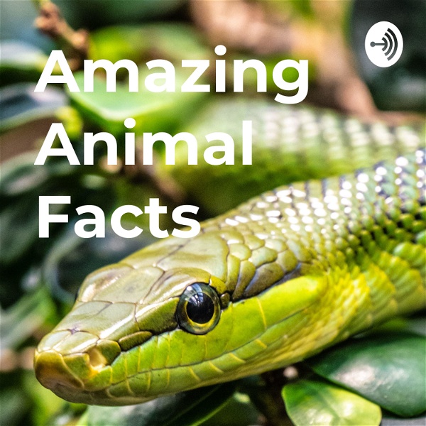 Artwork for Amazing Animal Facts