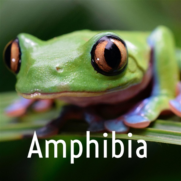 Artwork for Amphibia
