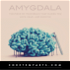 Amygdala Magazine