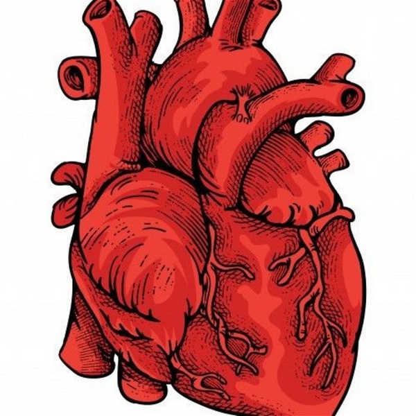 Artwork for Anatomía Y fisiología Cardiovascular
