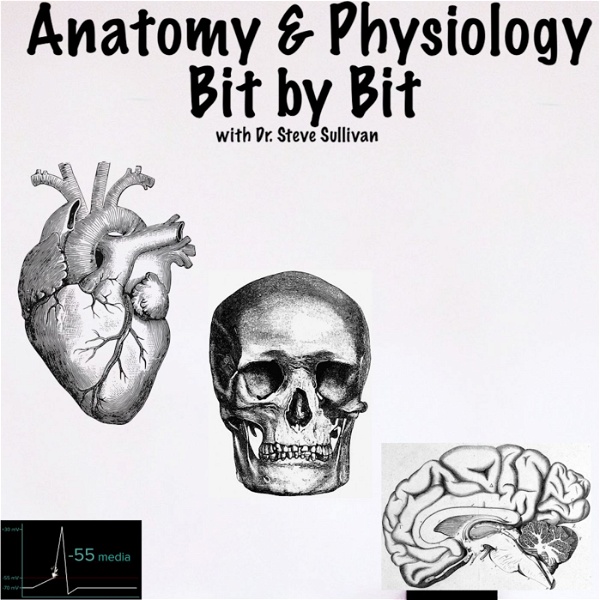 Artwork for Anatomy and Physiology