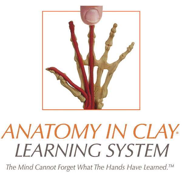 Artwork for Anatomy in Clay® Learning System Podcast