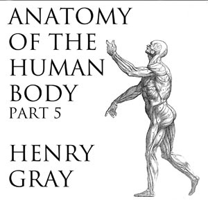 Artwork for Anatomy of the Human Body, Part 5 (Gray's Anatomy) by Henry Gray (1827