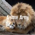 Animal Army
