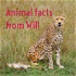 Animal facts from Will