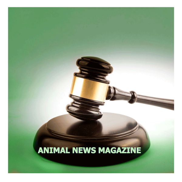 Artwork for Animal News Magazine