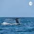 Animales Marinos En Peligro De Extincion