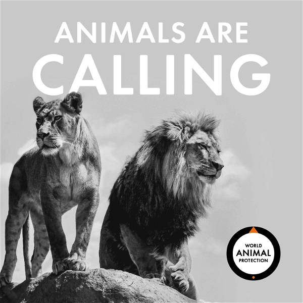 Artwork for Animals Are Calling