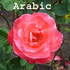 Arabic