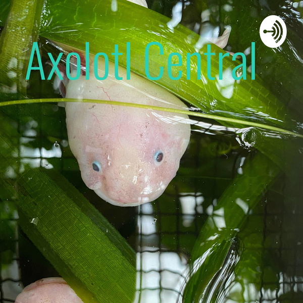 Artwork for Axolotl Central