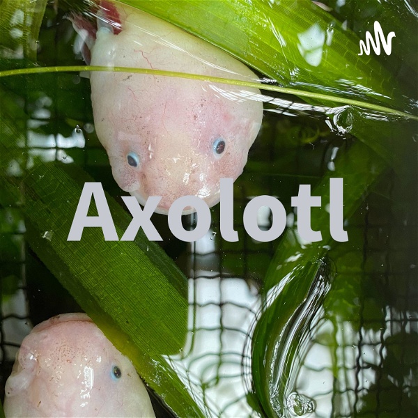 Artwork for Axolotl