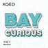 Bay Curious