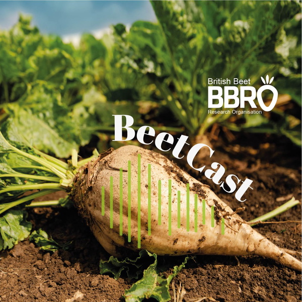 Artwork for BBRO BeetCast