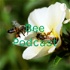 Bee Podcast