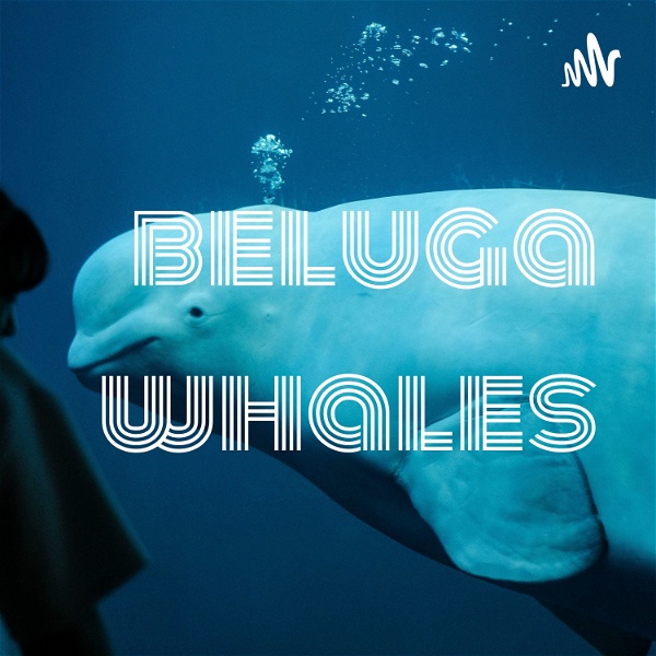 Artwork for beluga whales