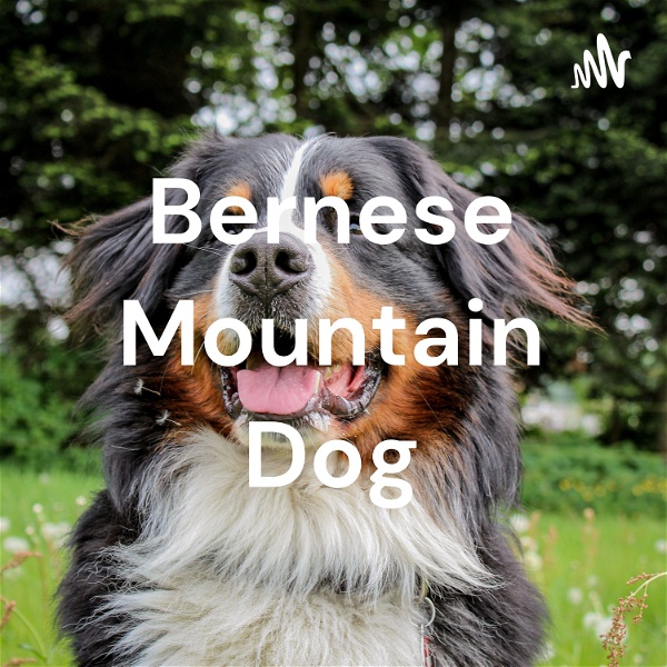 Artwork for Bernese Mountain Dog