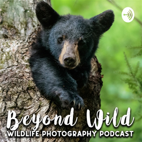 Artwork for Beyond Wild: Wildlife Photography Podcast
