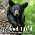Beyond Wild: Wildlife Photography Podcast