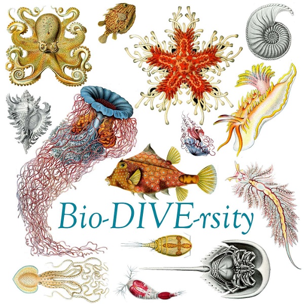 Artwork for Bio-DIVE-rsity