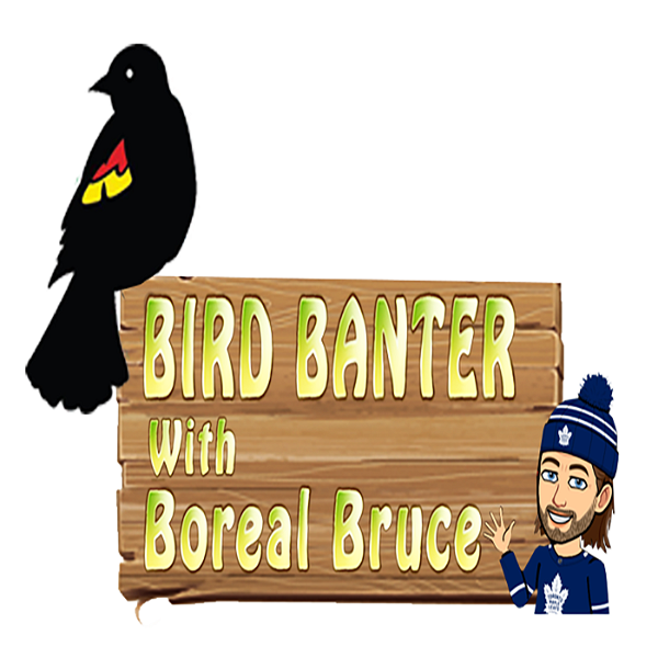 Artwork for Bird Banter with Boreal Bruce