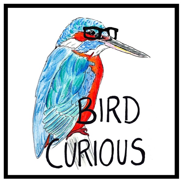 Artwork for Bird Curious