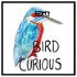 Bird Curious