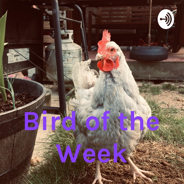 Artwork for Bird of the Week