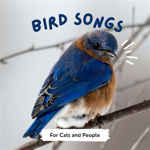 Artwork for Bird Songs for Cats