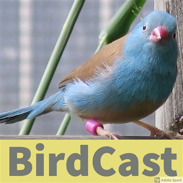 Artwork for BirdCast