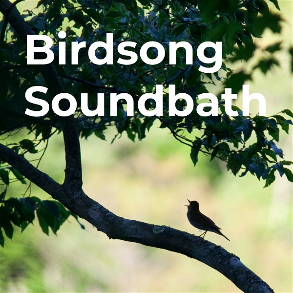 Artwork for Birdsong Soundbath