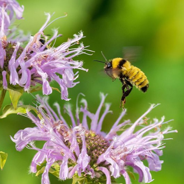 Artwork for Bits that Begin with B