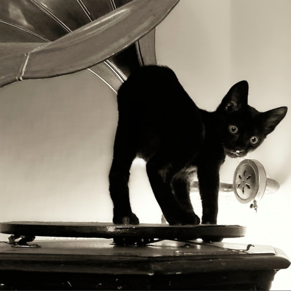 Artwork for Blues en la noche