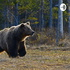 Brown Bear, Brown Bear, What Do You See? By: Jessica Chew
