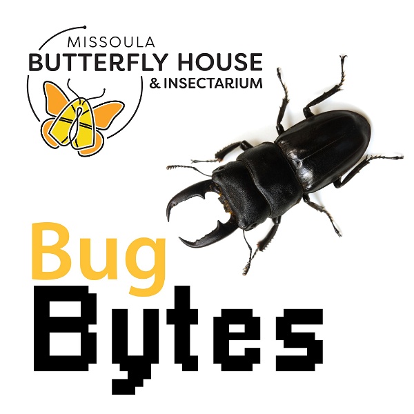 Artwork for Bug Bytes