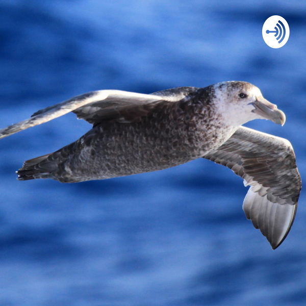 Artwork for Буревестник