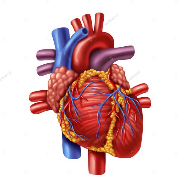Artwork for Cardiovascular