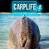 CARPLIFE