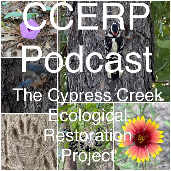 Artwork for CCERP Podcast