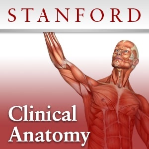 Artwork for Clinical Anatomy