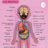 Cosas Del Cuerpo Humano