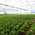 Vivero